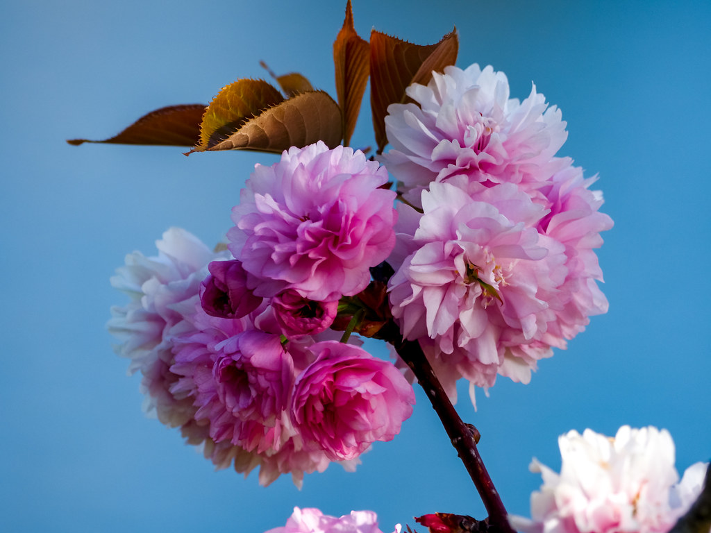 Kwanzan cherry tree blossoms with leaves, in soft blue sk… Flickr