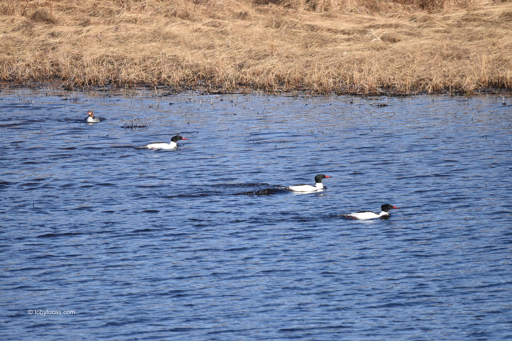 Mergansers Devils Pond Stephenville NL Toby Lucas Flickr