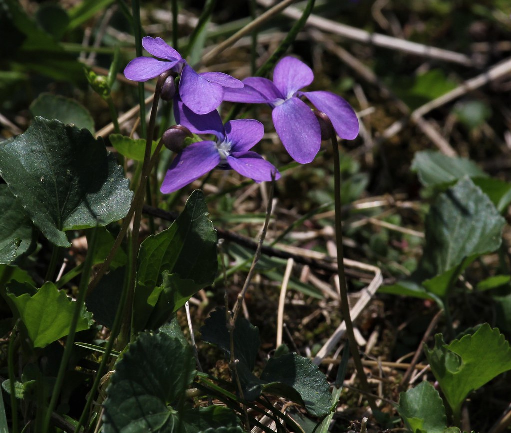 Violets In bloom at Kaercher Creek. Carole Hickey Flickr