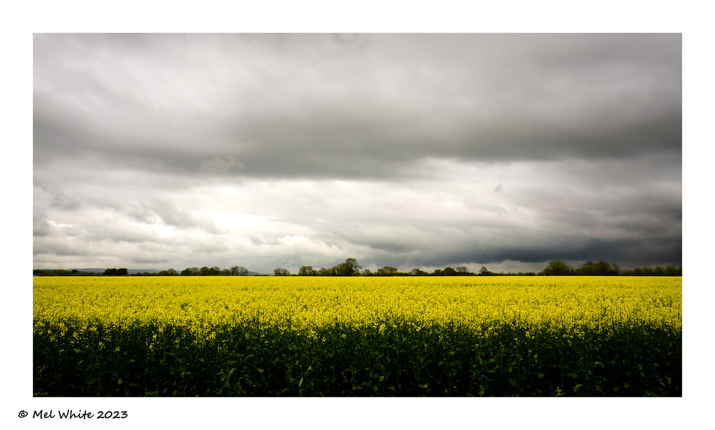 202316 Weather Drayton Lane Oil Seed Rape Flickr