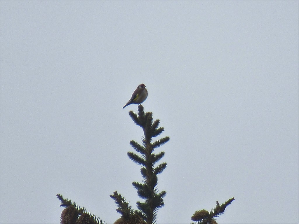 Stieglitz Stieglitz (Carduelis carduelis) (c) Sabine Kehli