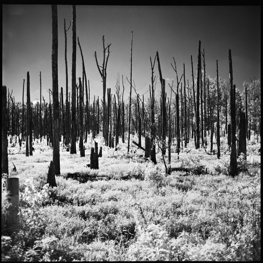 Louisiana in IR I shot these south of Mineral Springs, LA.… Flickr