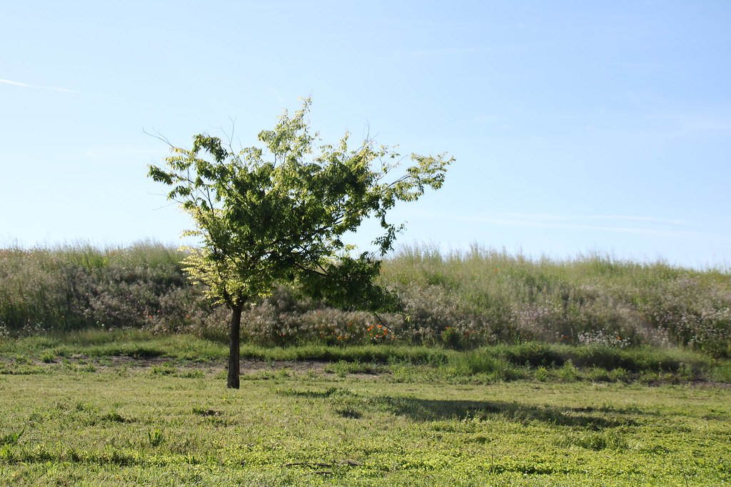 Tree Steven Boley Flickr
