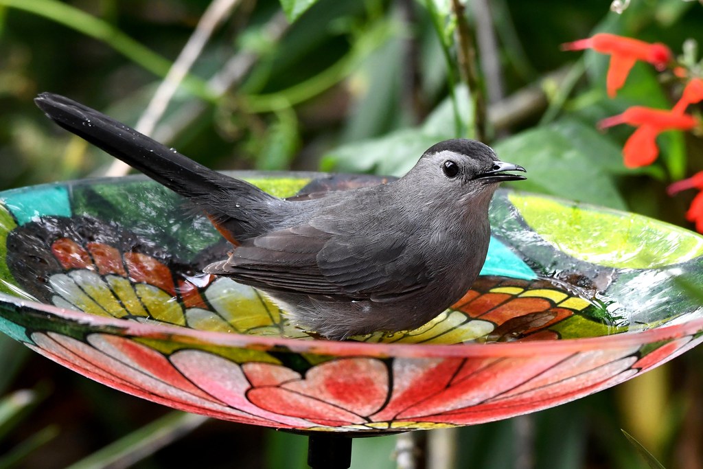 Catbird in the birdbath DSC_1780 Four of eight Catbirds ar… Flickr