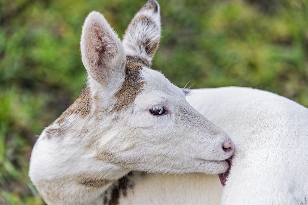 White deer licking his fkanks The rare white roe deer groo… Flickr