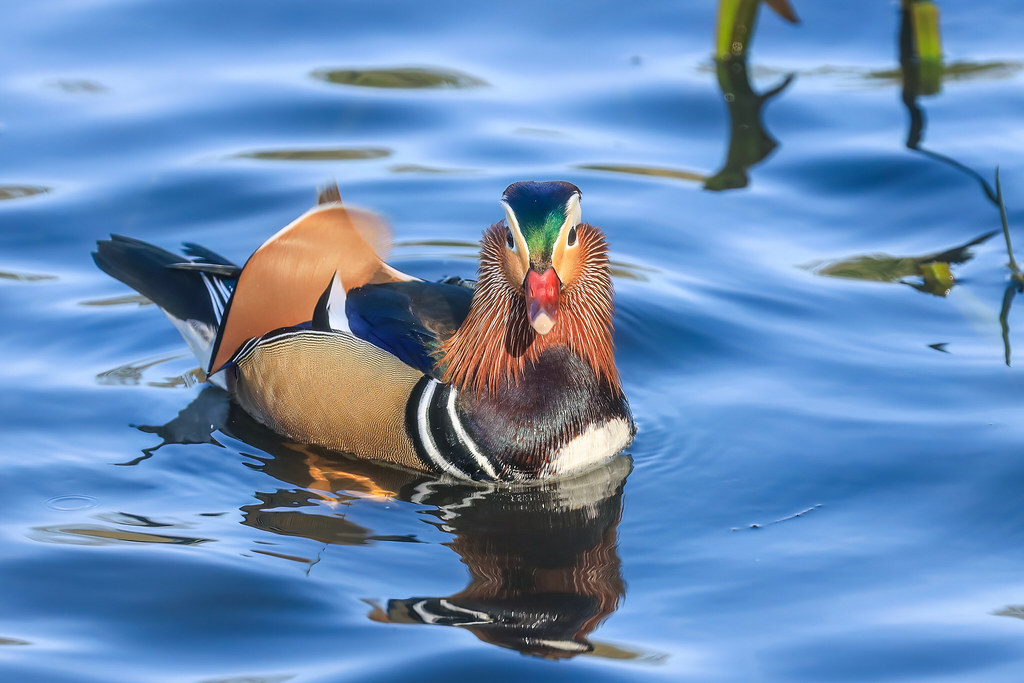 Mandarin Duck Hart Flickr