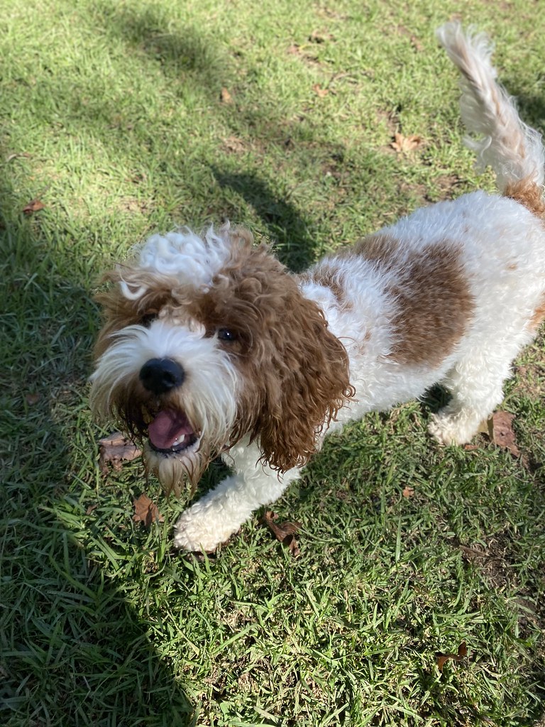 Untitled Terrigal Pet Resort Doggy Day Care Flickr