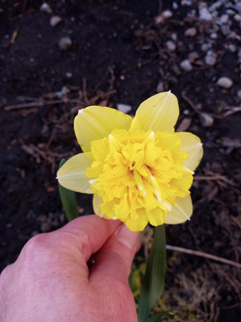 Narcissus Full House lavandula8 Flickr