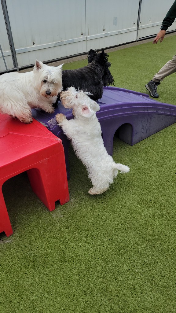 20230428_125504 Holiday House Pet Resort and Training Center Flickr