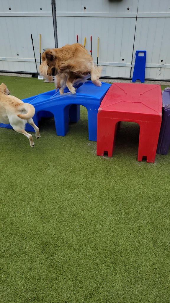 20230428_125243 Holiday House Pet Resort and Training Center Flickr