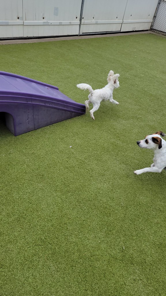 20230428_123236 Holiday House Pet Resort and Training Center Flickr