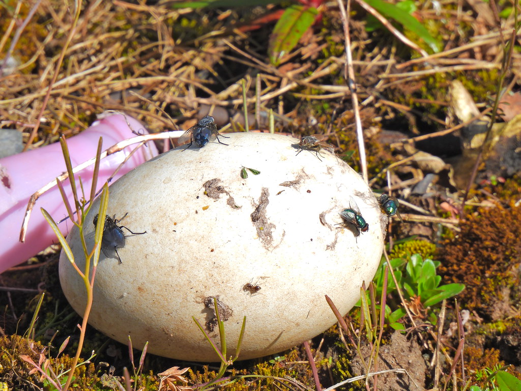 Canada Goose Egg, MonmouthshireBrecon Canal, Retail Park,… Flickr