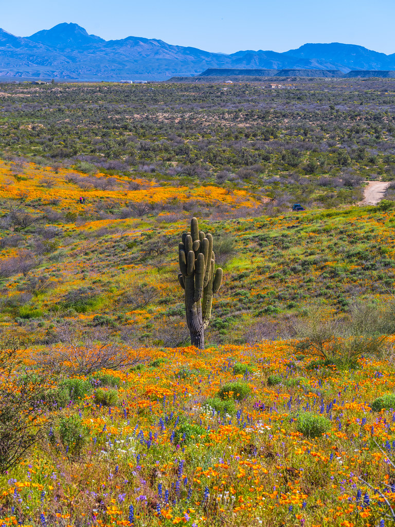 Saguaro Cactus Sonoran Desert Peridot Mesa Red Orange Poppies Arizona