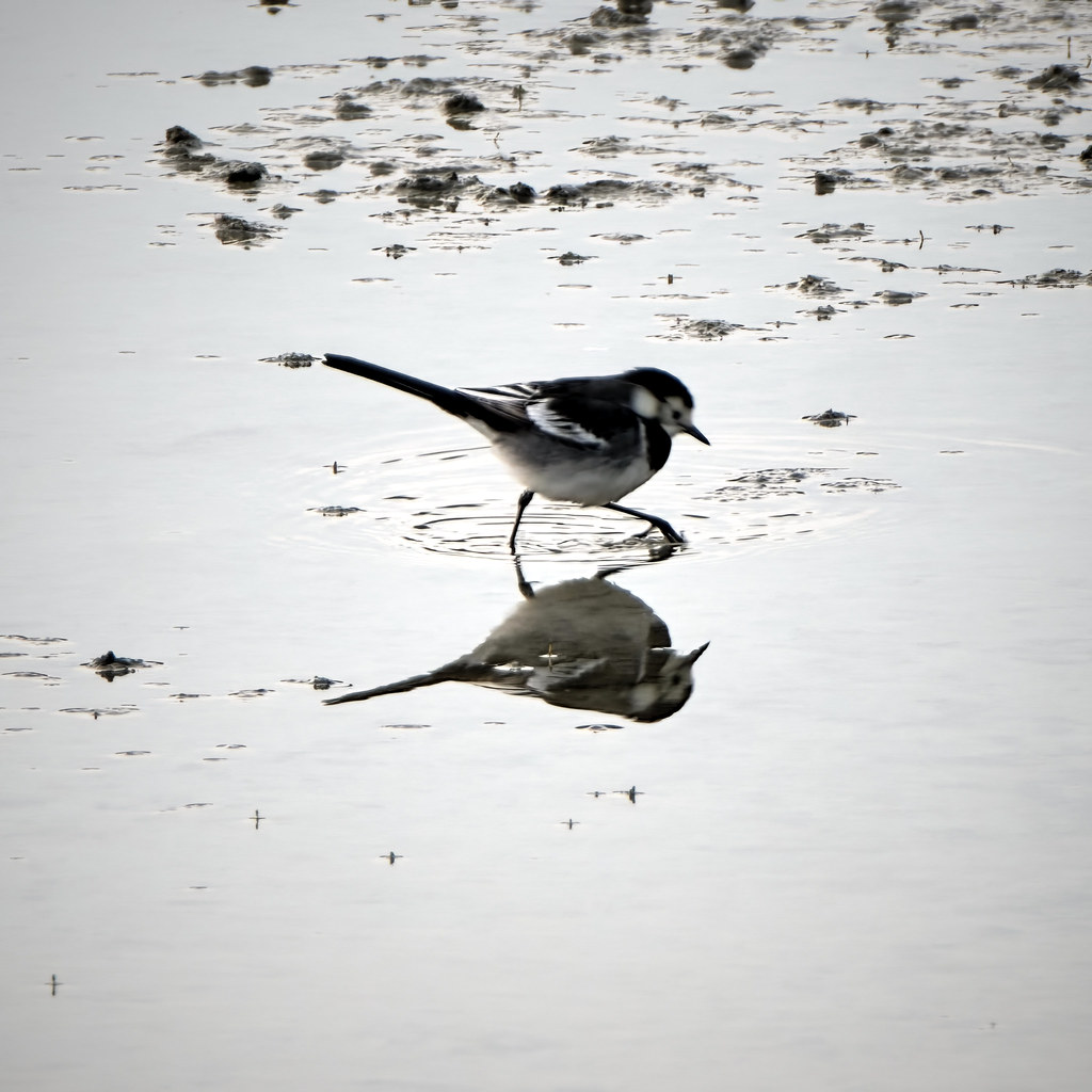 015 20230122 La Turballe Oiseaux des marais salants 17… Flickr