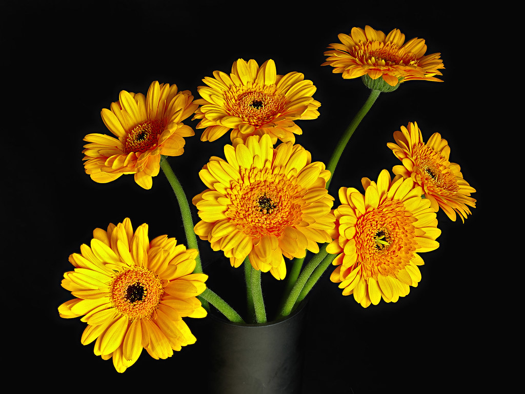 Yellow gerbera Yellow gerbera © Julian Köpke Julian Köpke Flickr
