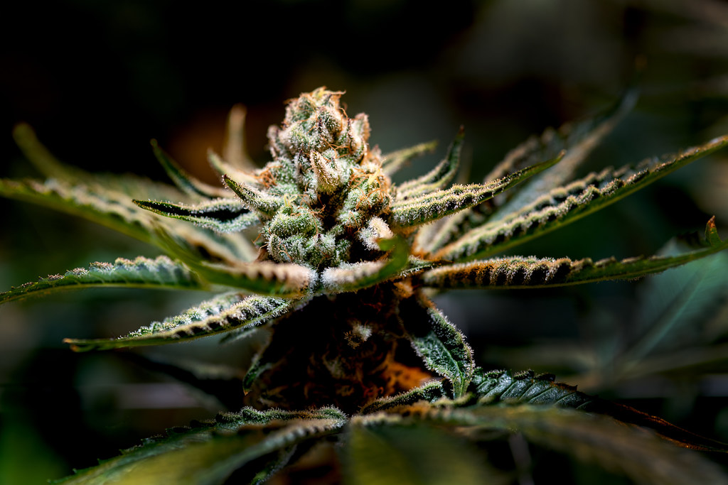 Cake_CrasherJRV_1860 Cake Crasherstrain, Room 5, Day 51,… Flickr