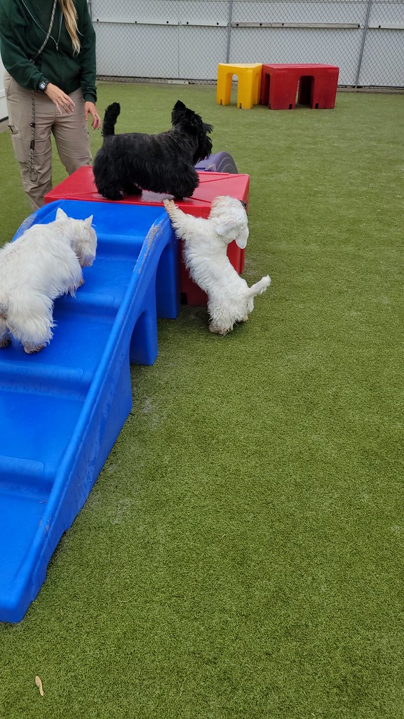 20230428_125456 Holiday House Pet Resort and Training Center Flickr