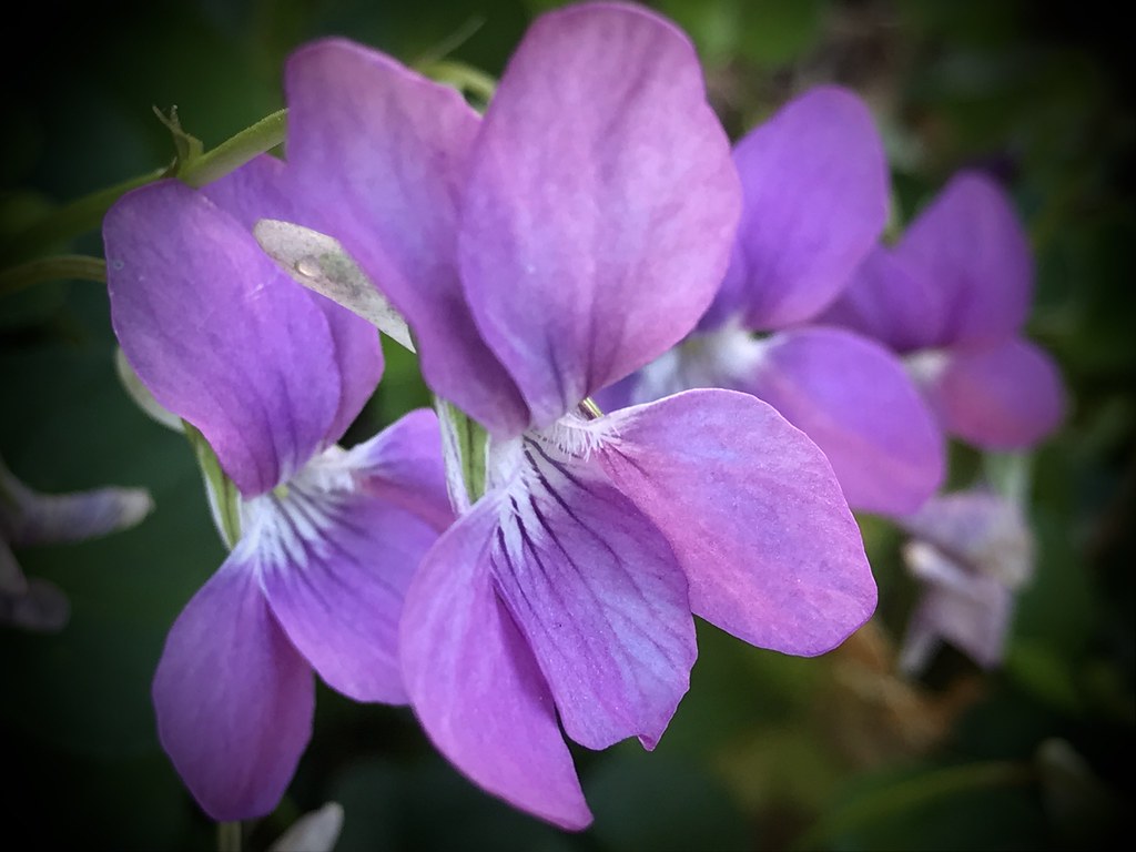 Sweet Violets outdoorPDK Flickr