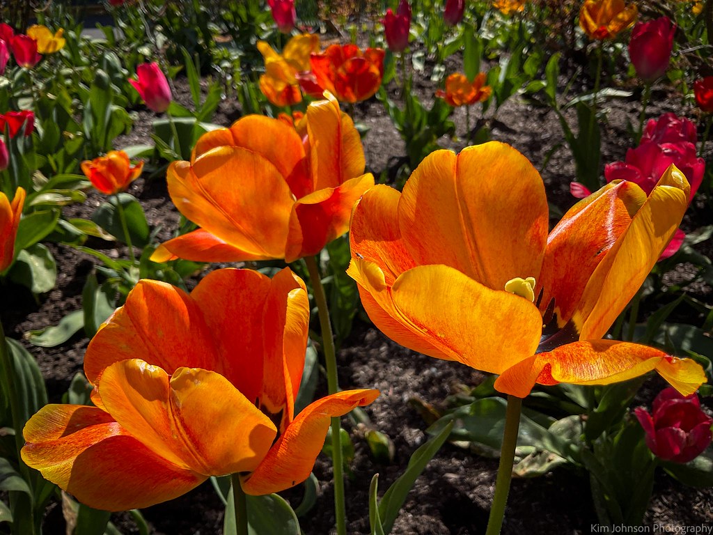 Parksville Tulips Kim Johnson Flickr