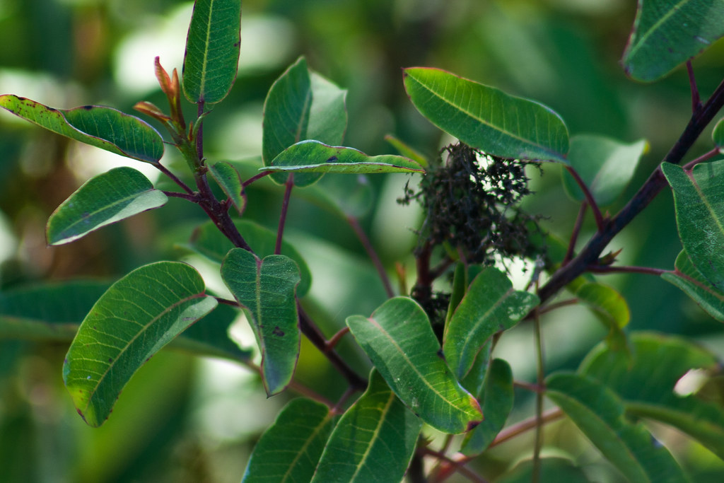 Laurel Sumac Samantha