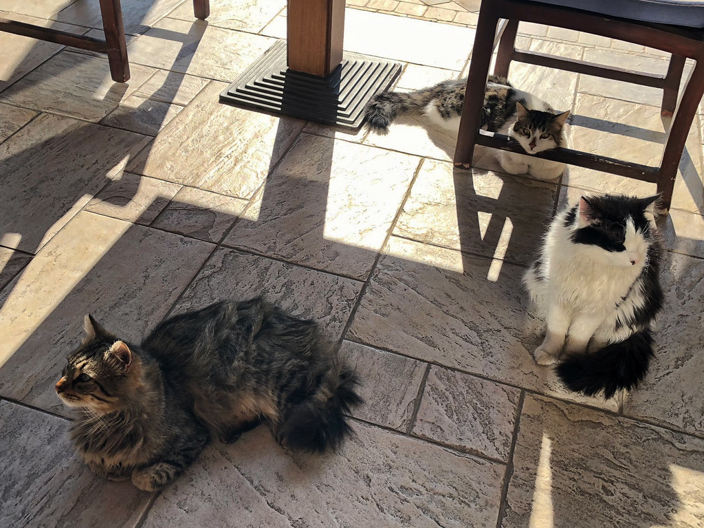 Cyprus Cats are a thing in Cyprus and the Columbia Beach R… Flickr