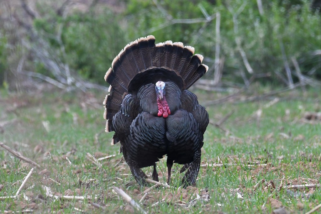 wild turkey Middle Creek WMA Joe Wolf Flickr