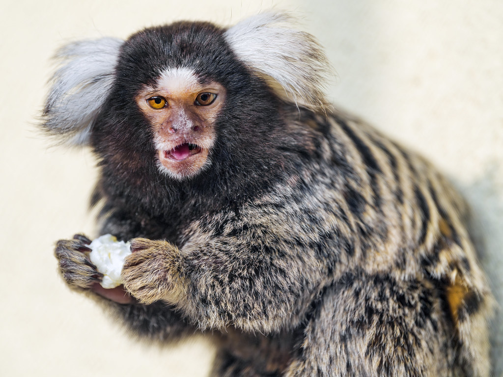 Marmoset eating popcorn A marmoset mokney eating a popcorn… Flickr