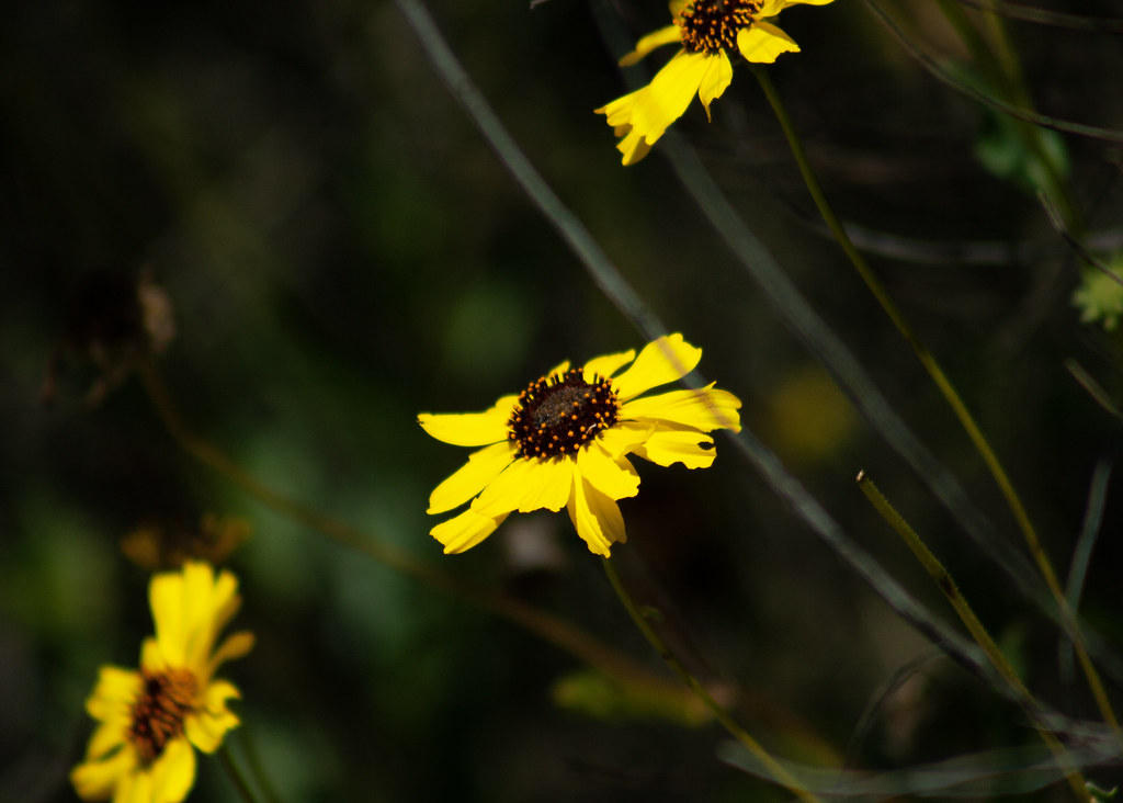 California Brittlebush Flickr