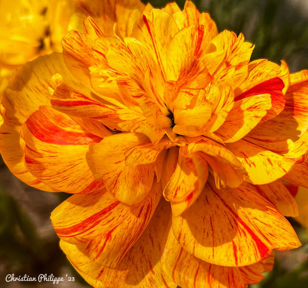 Springtime flowers Christian Pomrenski Flickr