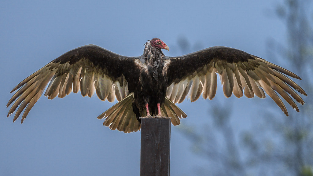 Turkey Vulture Taken in the rain. As a defense mechanism, … Flickr