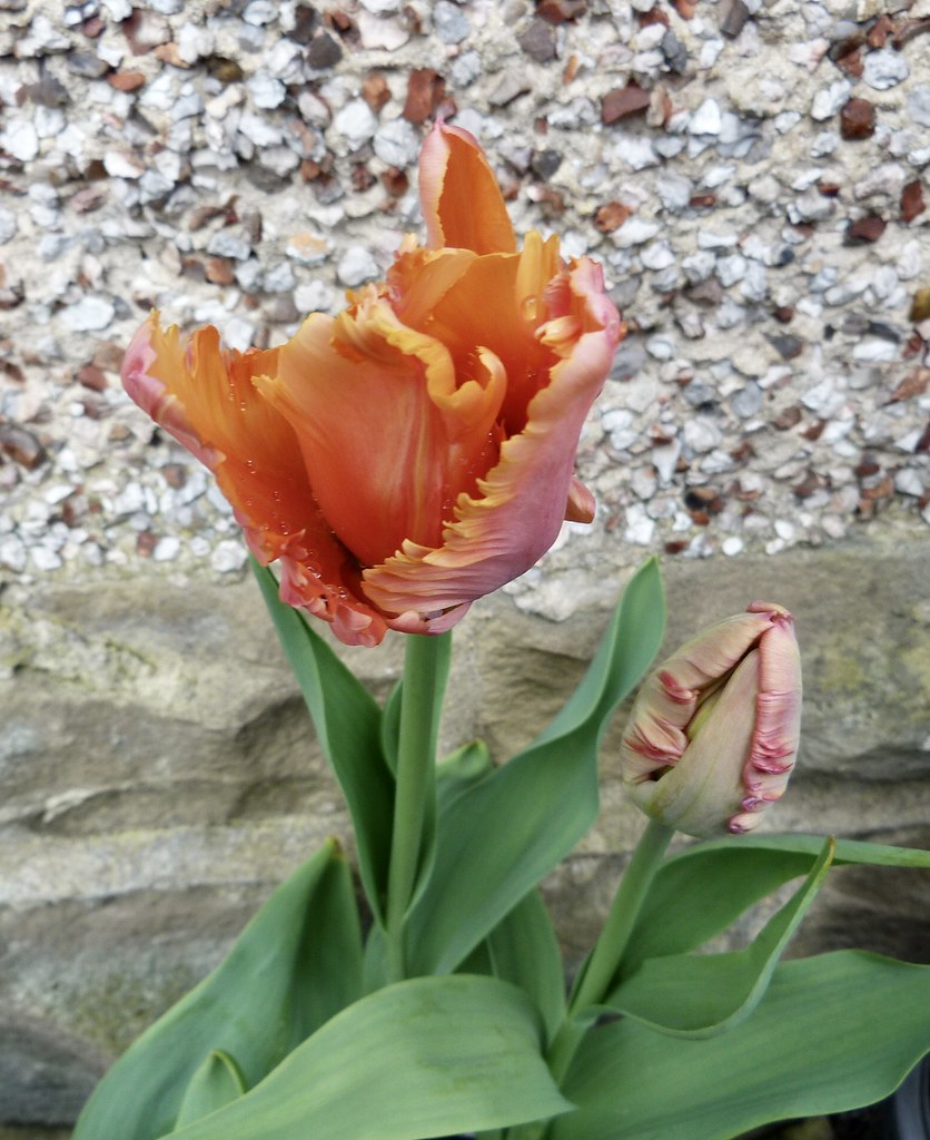 Late April flowers jeanne.bendle.t21 Flickr