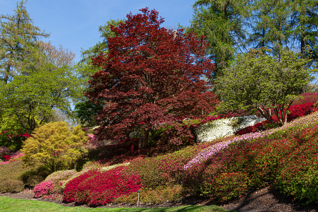 Punchbowl, Virginia Water (20230429 1140) Flowering azalea… Flickr