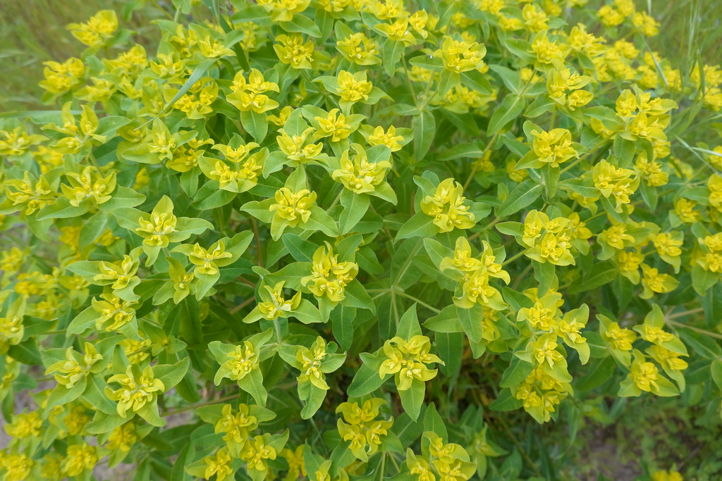 Cushion spurge frakjoe Flickr