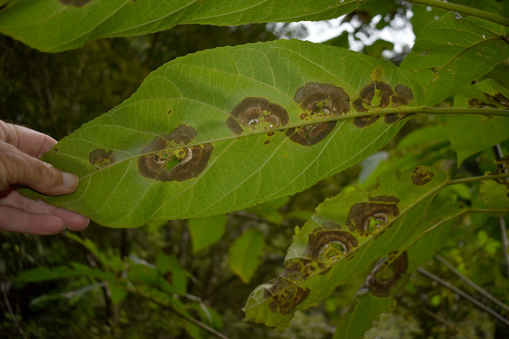 Leaf scars on Ficus hispida, Crystal Cascades, Cairns, QLD… Flickr