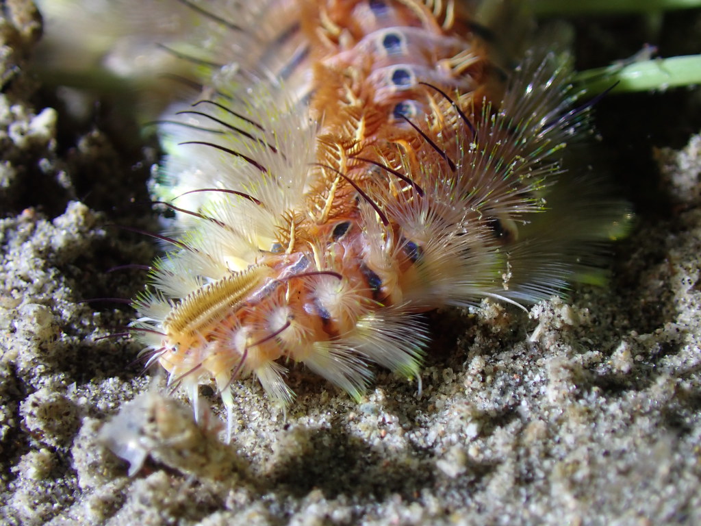 Bristle Worm A venomous annelid worm, seen underwater in t… Flickr