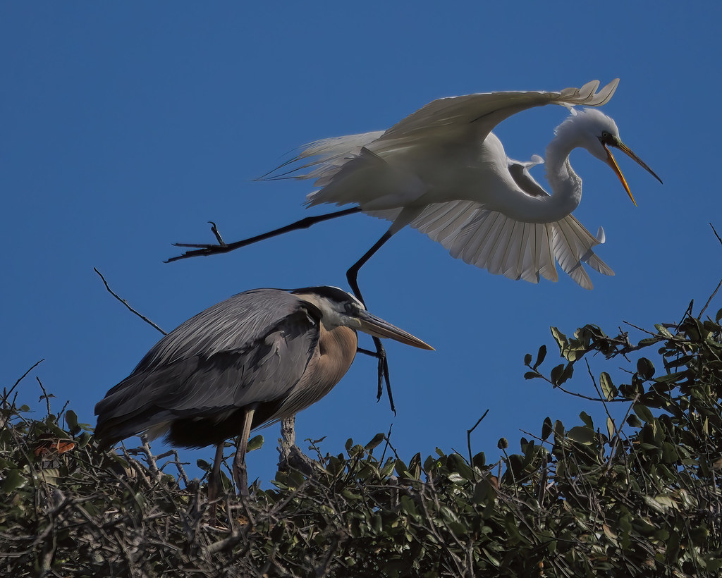 Bent Oak Rookery 6 OM3193531 Also called the Heron R… Flickr