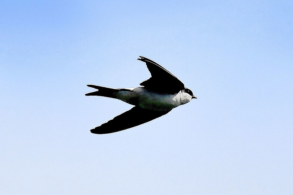 House Martin martin gresty Flickr