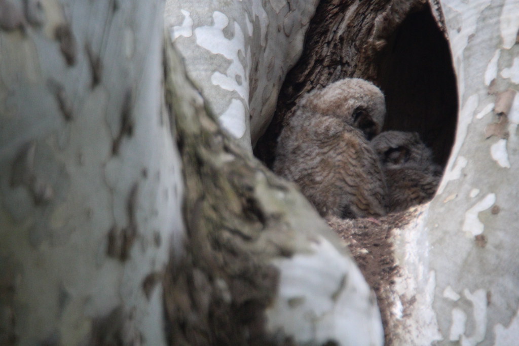 IMG_5752 baby great horned owls april 16, 2023 mount joy p… Flickr