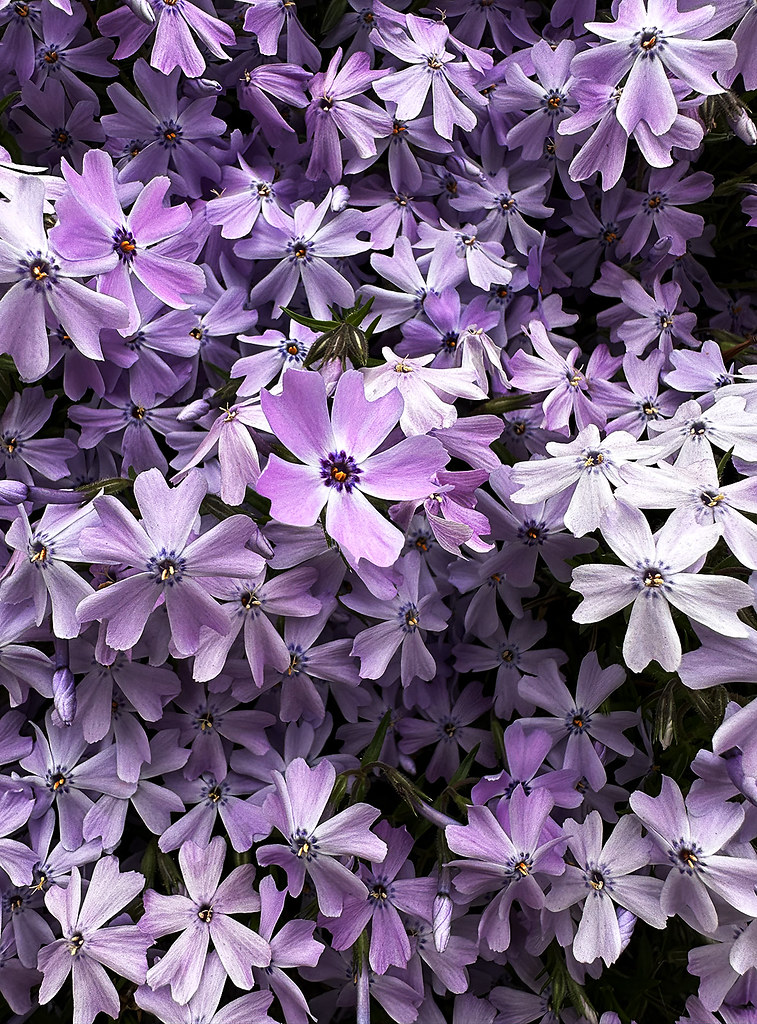 Garden flowers in Staten Island, New York, USA. April, 202… Flickr