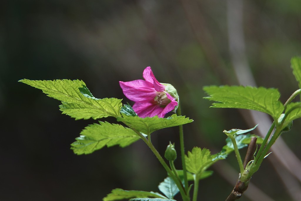 DSC05534 Salmonberry flowers. Oxbow_Lebach Flickr