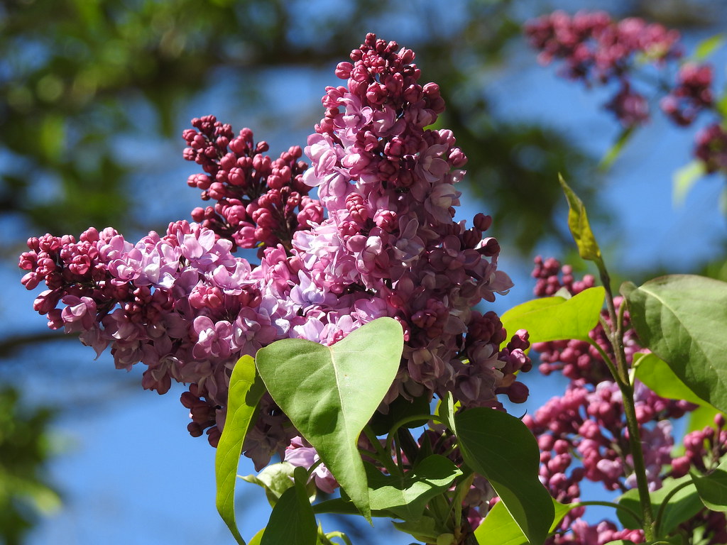 May smells like lilac Alicja Flickr