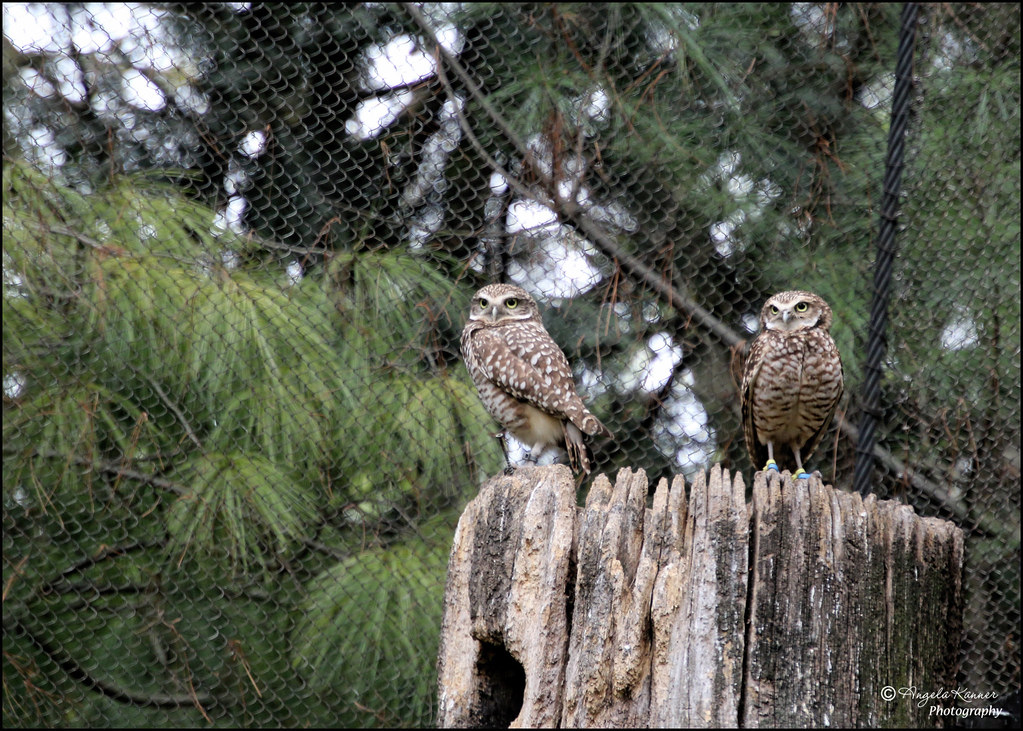 Burrowing Owl... taken at the Queens Zoo... Owls are unmis… Flickr