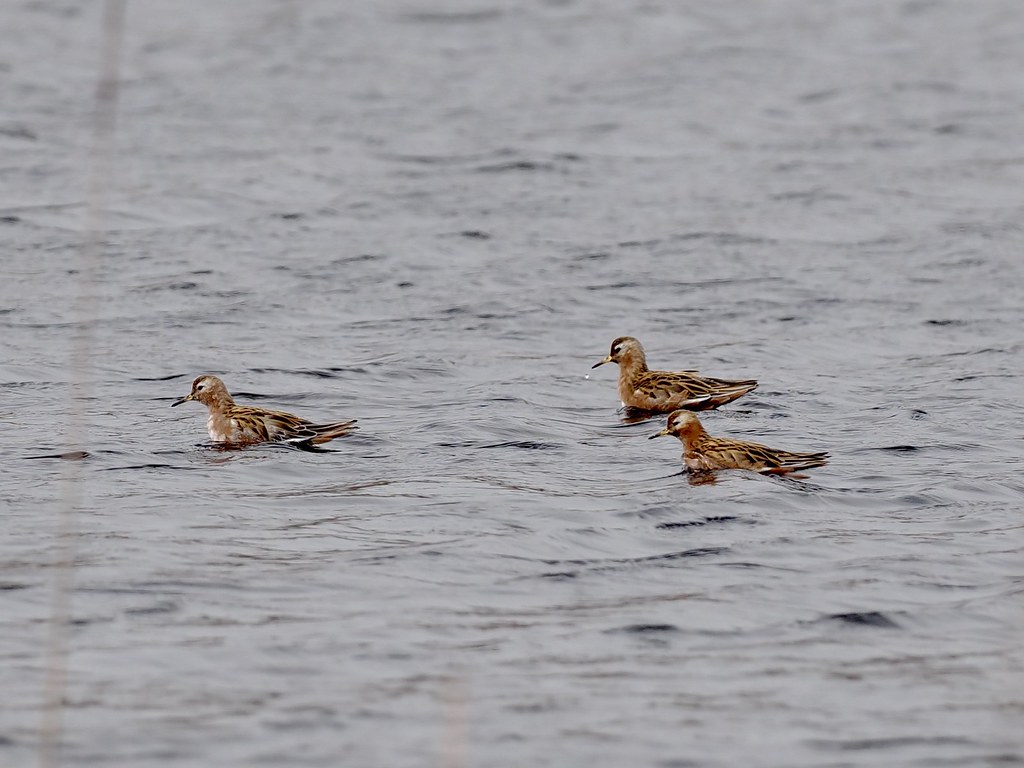 Red Phalarope Eel Pond, NH Jim Sparrell Flickr