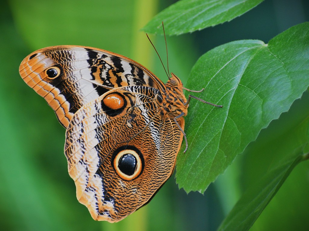 DSC_1992 Auckland Butterfly House THANKS for viewing my … Flickr