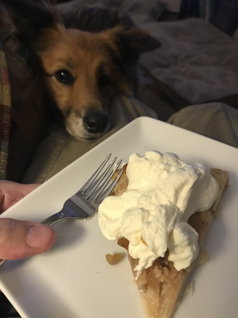 pie dog John Flickr