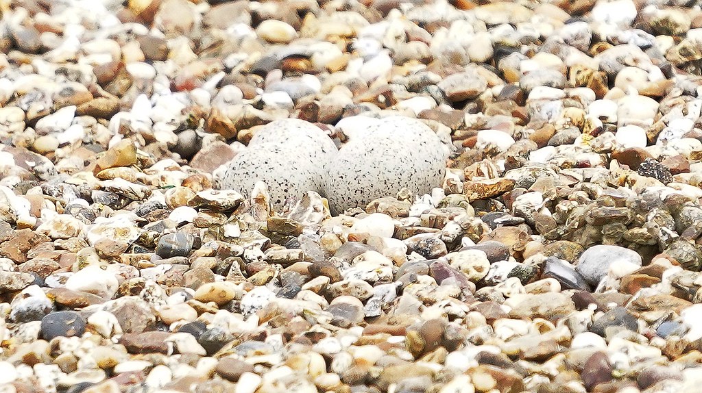 4a. Lt Ringed Plover eggs xxx (1 of 1) Michael C Davies Flickr