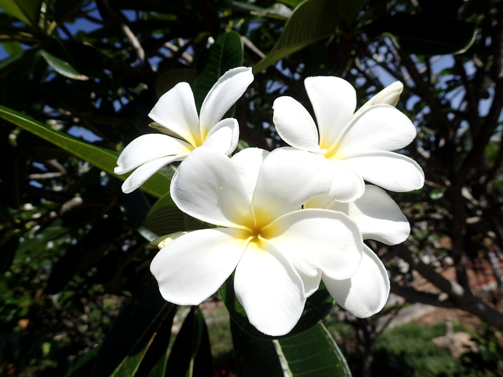 Plumeria obtusa L. Alor Setar, Kedah, Malaysia. Plumeria o… Flickr