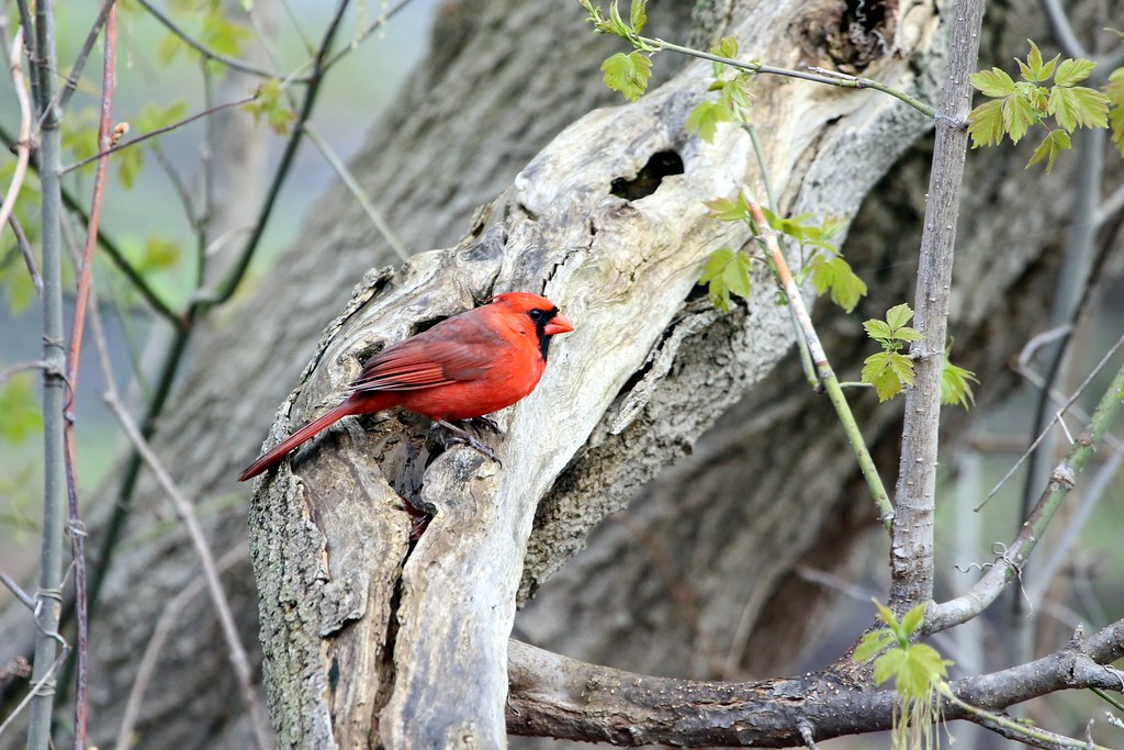 Northern Cardinal (m) Lakeside Park, Kitchener 02 May … Flickr