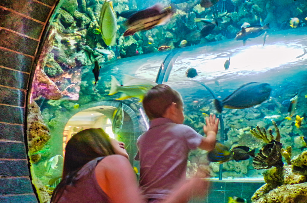 Dublin at the Aquarium Gallery at the Dallas World Aquariu… Flickr