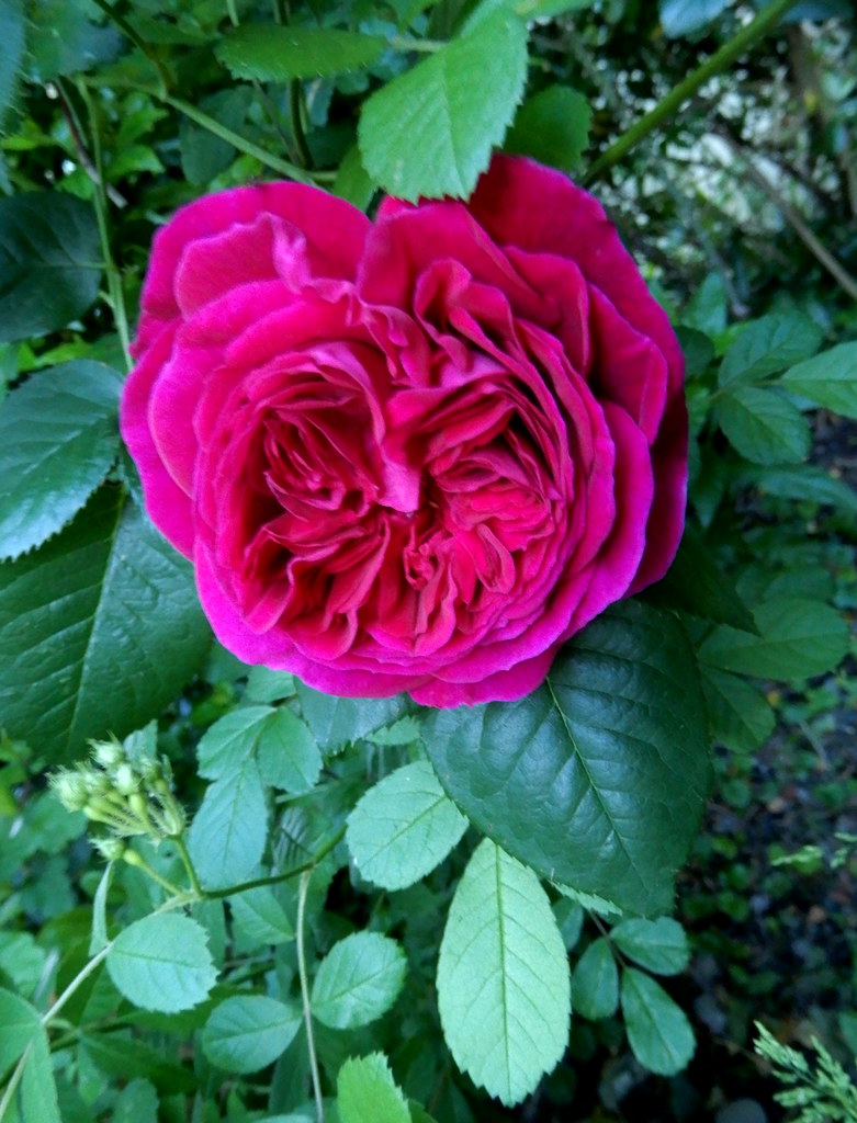 Falstaff plus petite Très enjuponnée cette belle rose angl… Flickr